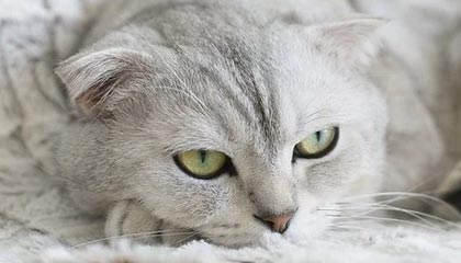 17173新游期待榜:《王者荣耀》迎十周年 IP全新作品公开